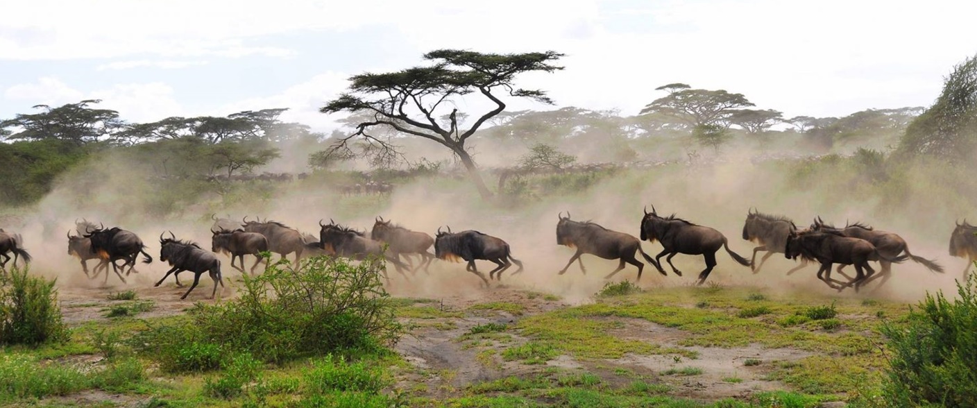 Luxury Safari