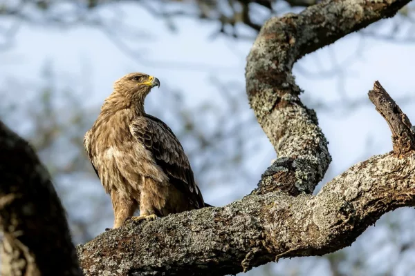 Ndutu wildlife