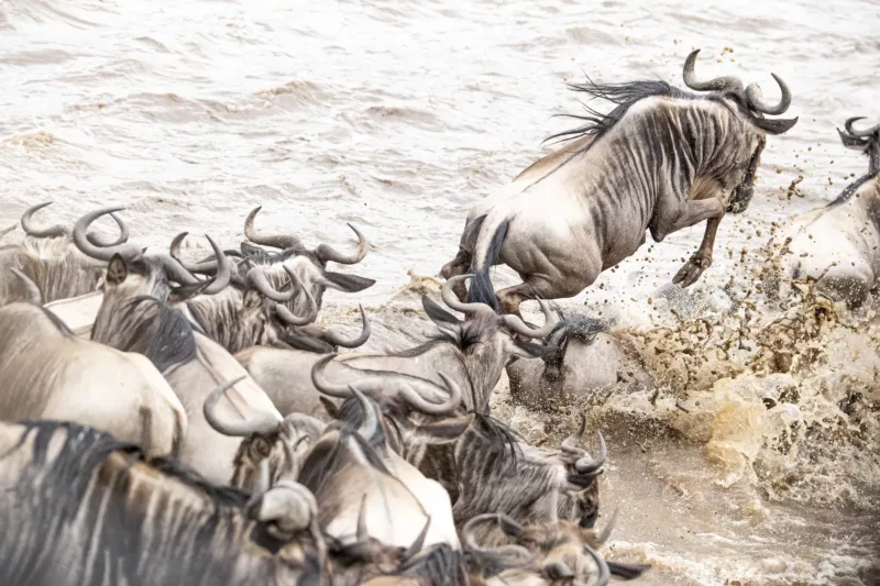 Serengeti wildlife
