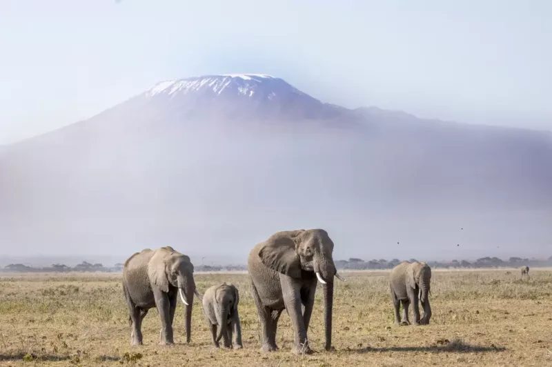 Wildebeest herd during calving season