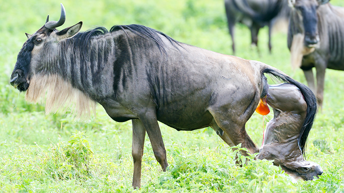 Wildebeest herd during calving season