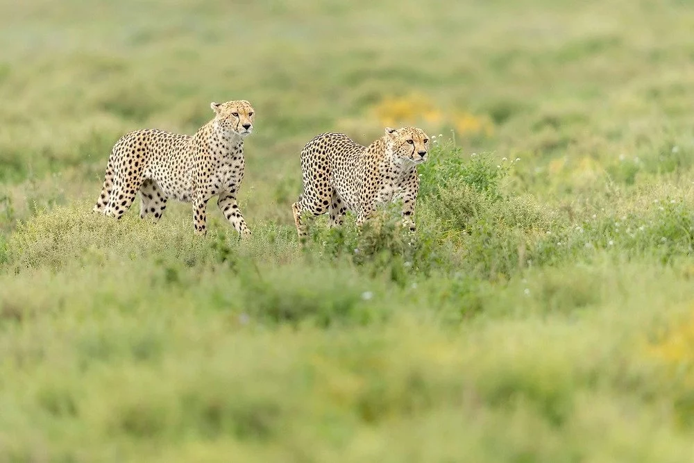Serengeti landscape