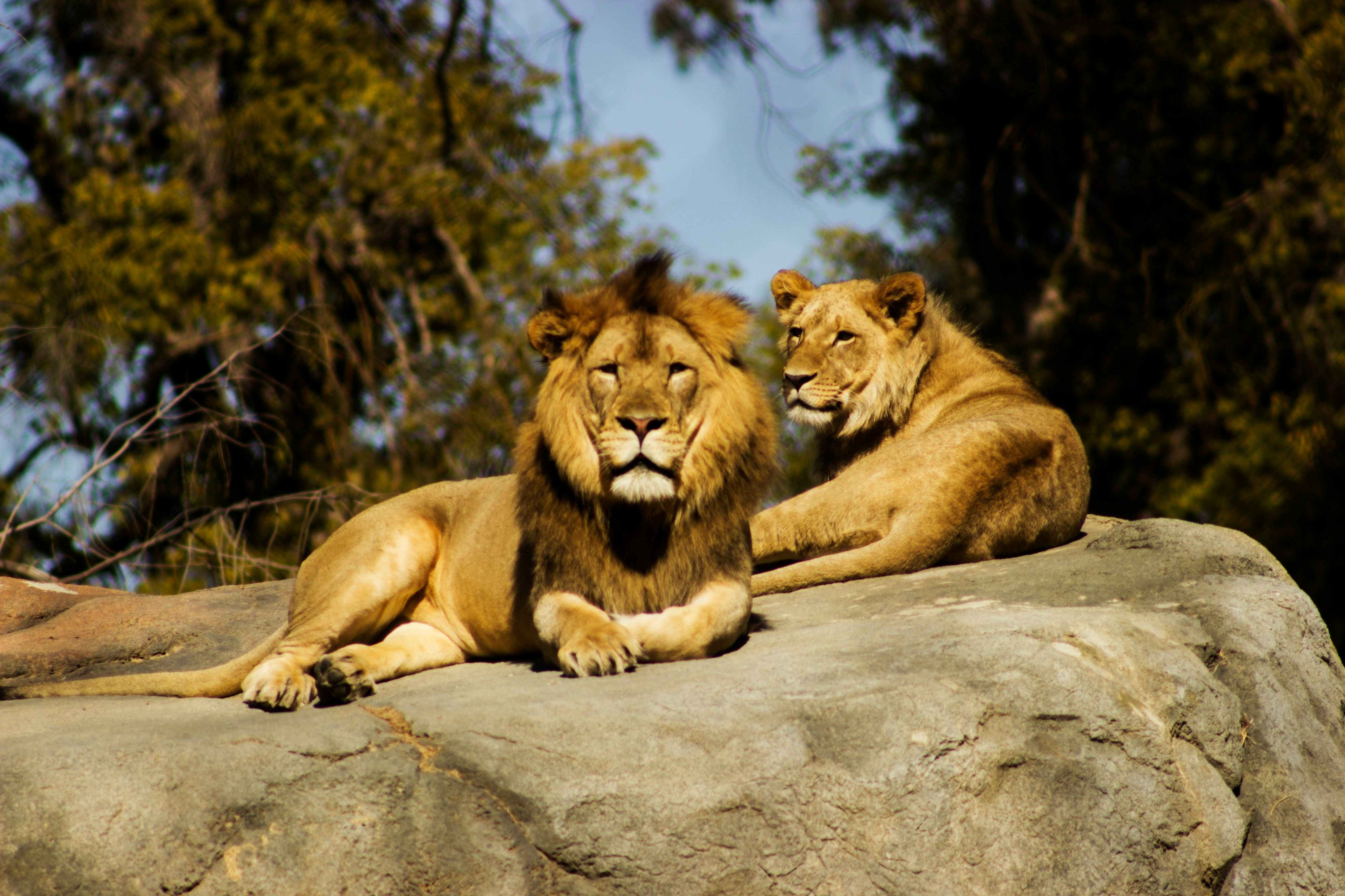 Serengeti landscape