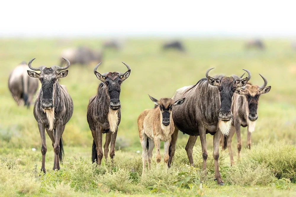 Ndutu plains
