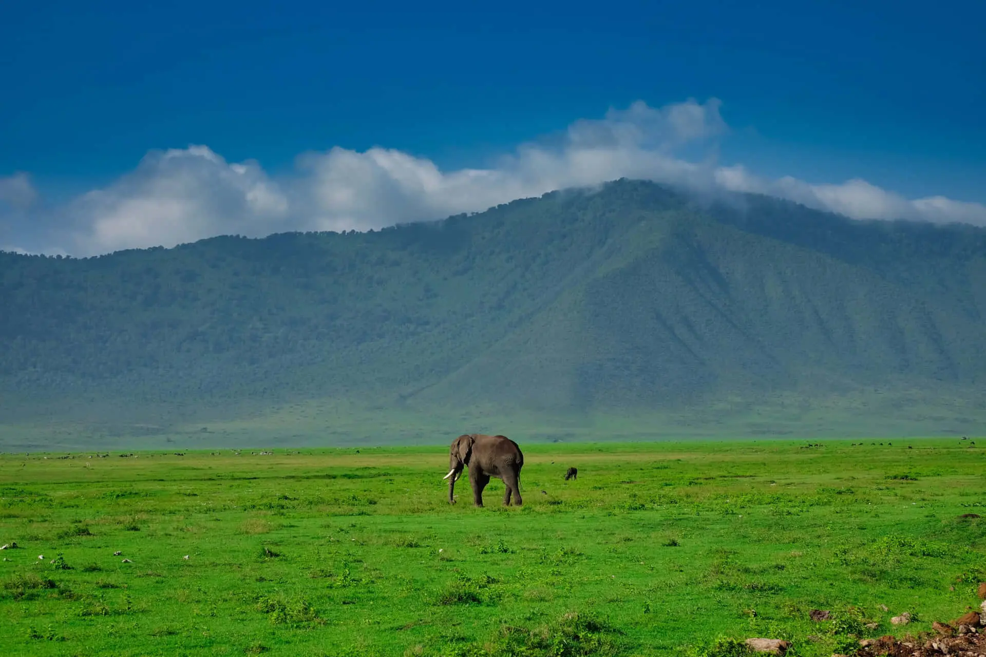 Ngorongoro Crater view with animals