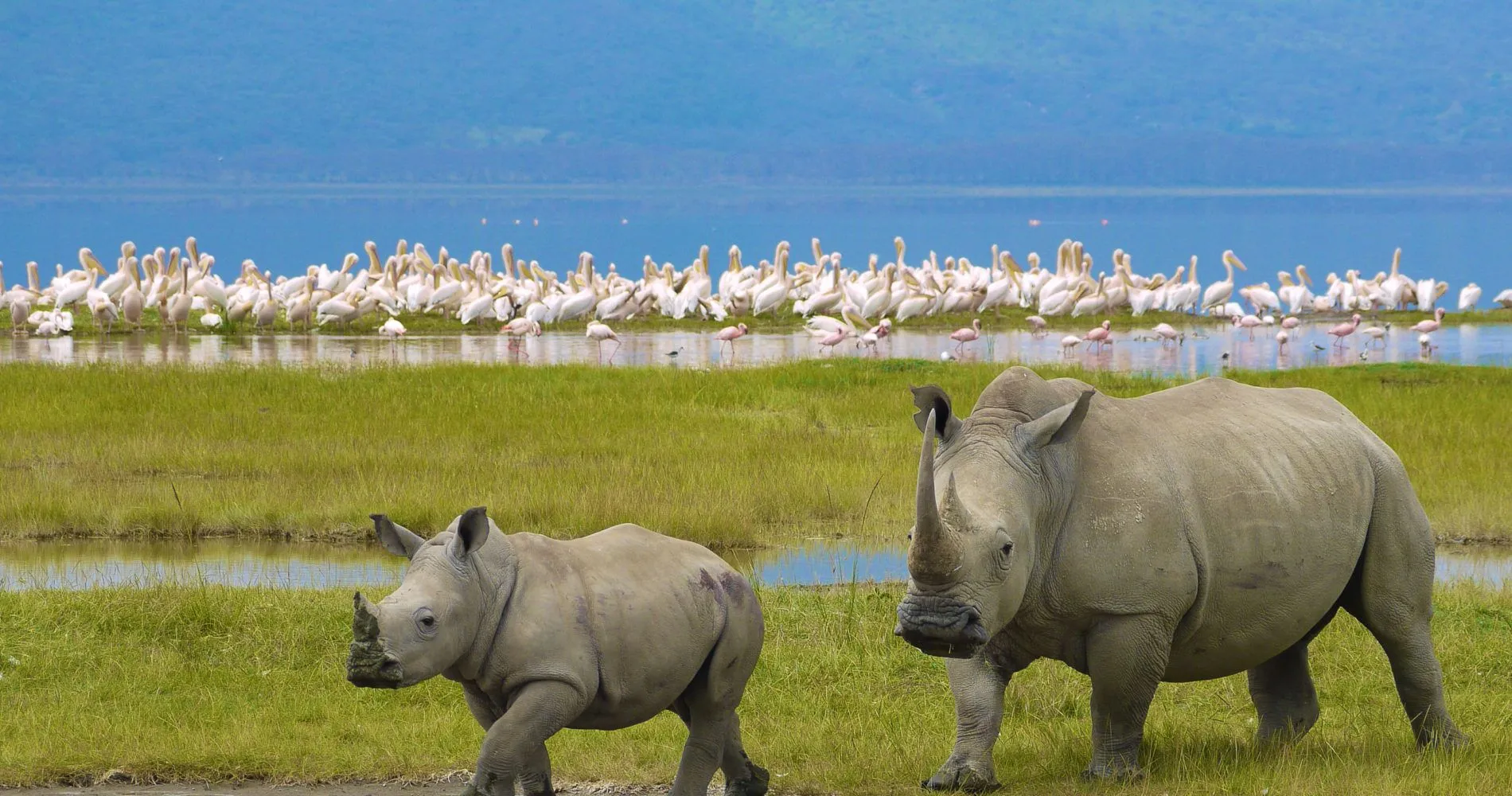 Ngorongoro wildlife
