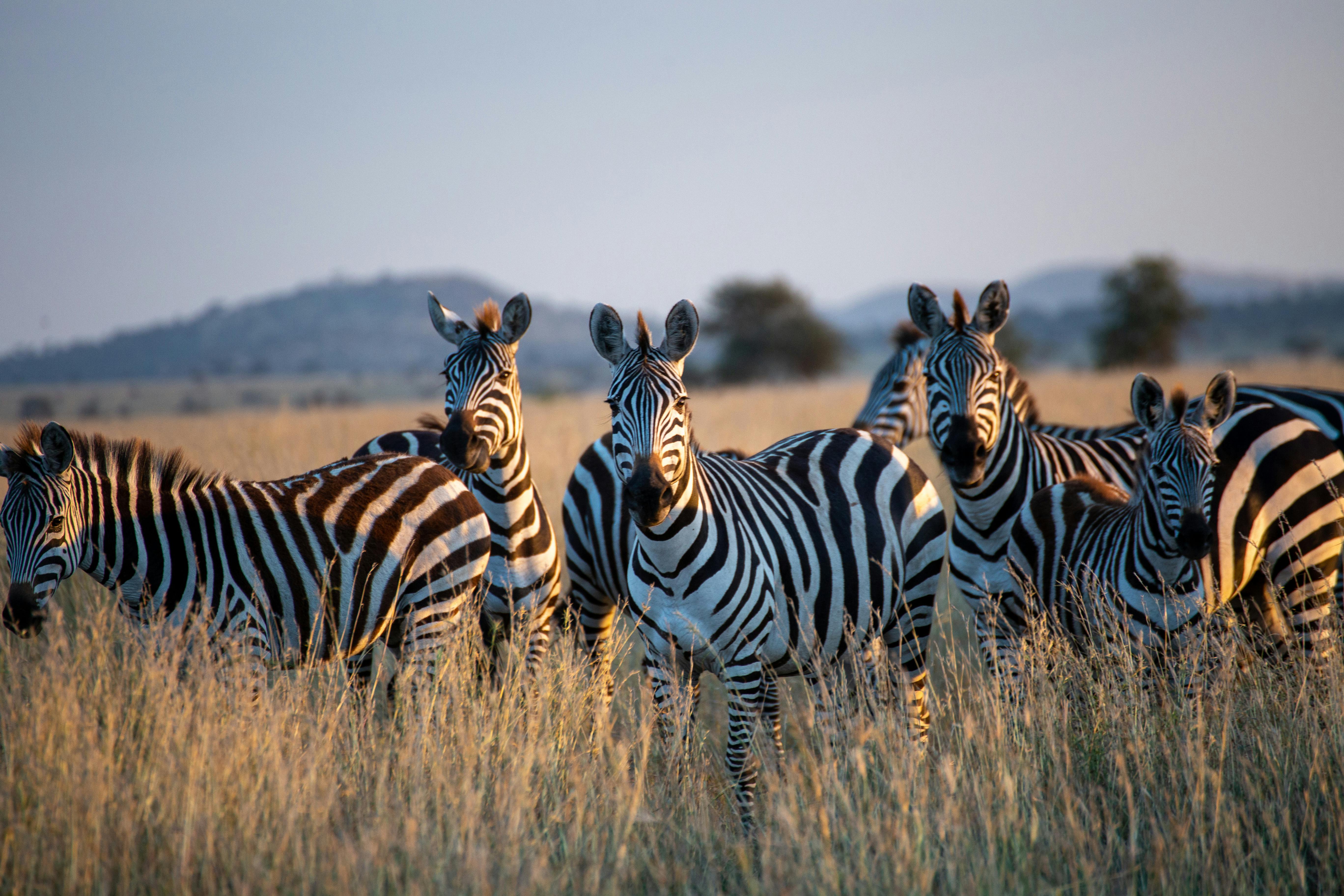 Ngorongoro Crater