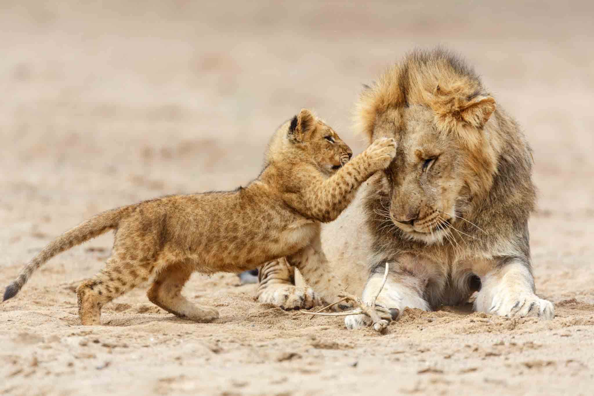 Serengeti wildlife