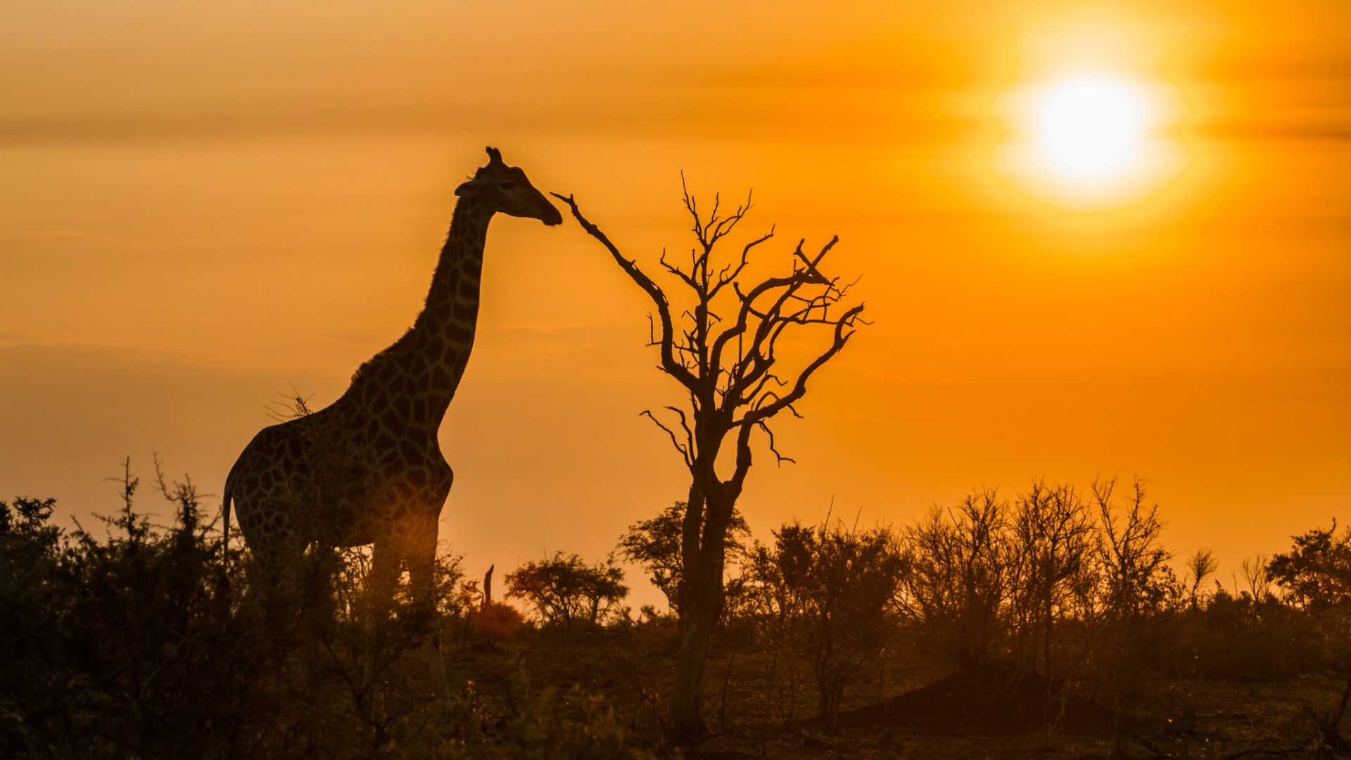 Serengeti sunrise