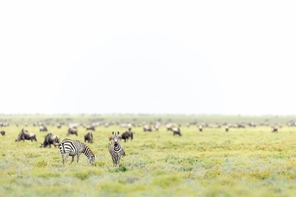 Ngorongoro Crater