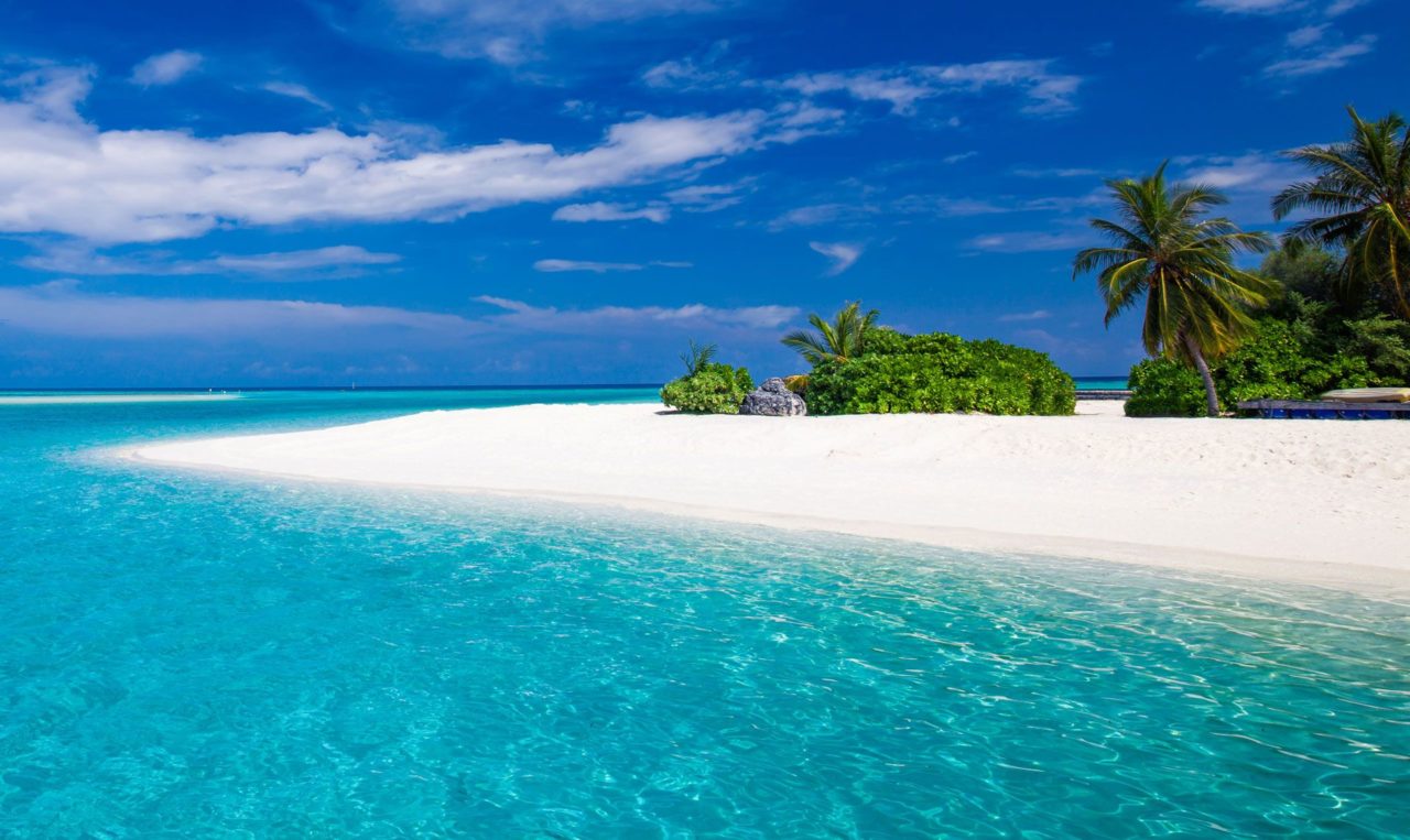 Zanzibar beach with palm trees